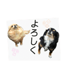 チワワのせいかつ（個別スタンプ：6）