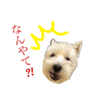 ウエスティのジオくん（個別スタンプ：4）