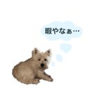 ウエスティのジオくん（個別スタンプ：5）
