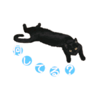 猫丸くんと切身ちゃん（個別スタンプ：1）