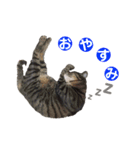 猫丸くんと切身ちゃん（個別スタンプ：2）
