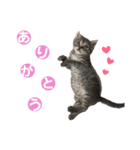 猫丸くんと切身ちゃん（個別スタンプ：3）