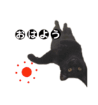 猫丸くんと切身ちゃん（個別スタンプ：4）