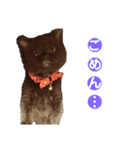 猫丸くんと切身ちゃん（個別スタンプ：5）