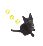 猫丸くんと切身ちゃん（個別スタンプ：7）