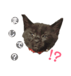 猫丸くんと切身ちゃん（個別スタンプ：8）