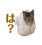 猫丸くんと切身ちゃん（個別スタンプ：9）