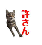 猫丸くんと切身ちゃん（個別スタンプ：11）