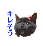猫丸くんと切身ちゃん（個別スタンプ：12）