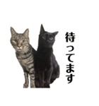 猫丸くんと切身ちゃん（個別スタンプ：13）