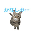 猫丸くんと切身ちゃん（個別スタンプ：14）