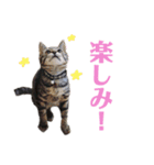 猫丸くんと切身ちゃん（個別スタンプ：15）