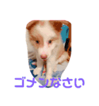レッド＆ホワイト ボーダーコリーのノア君（個別スタンプ：9）