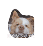 レッド＆ホワイト ボーダーコリーのノア君（個別スタンプ：12）