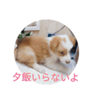 レッド＆ホワイト ボーダーコリーのノア君（個別スタンプ：14）