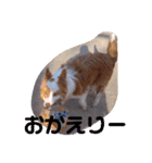 レッド＆ホワイト ボーダーコリーのノア君（個別スタンプ：15）