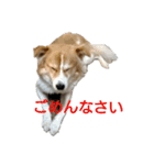 幸せワンコ、大和君！元保護犬です！（個別スタンプ：1）