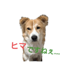 幸せワンコ、大和君！元保護犬です！（個別スタンプ：2）