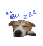 幸せワンコ、大和君！元保護犬です！（個別スタンプ：6）