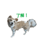 幸せワンコ、大和君！元保護犬です！（個別スタンプ：7）