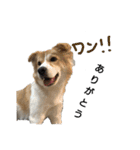 幸せワンコ、大和君！元保護犬です！（個別スタンプ：8）