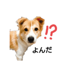 幸せワンコ、大和君！元保護犬です！（個別スタンプ：12）