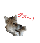 幸せワンコ、大和君！元保護犬です！（個別スタンプ：15）