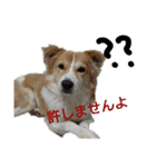 幸せワンコ、大和君！元保護犬です！（個別スタンプ：16）