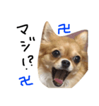 のあの日常 キ・ホ・ン（個別スタンプ：11）