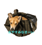 雑種スタンプ（ご挨拶）（個別スタンプ：1）