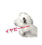 ビションフリーゼのCherie(シェリー)♡（個別スタンプ：6）