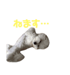 ビションフリーゼのCherie(シェリー)♡（個別スタンプ：8）