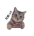仲良し猫たちの日常（個別スタンプ：3）