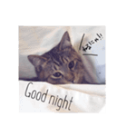 仲良し猫たちの日常（個別スタンプ：5）