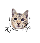 仲良し猫たちの日常（個別スタンプ：7）