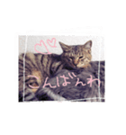仲良し猫たちの日常（個別スタンプ：9）