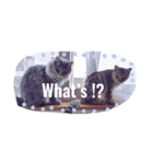 仲良し猫たちの日常（個別スタンプ：11）