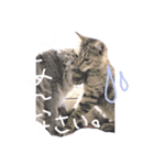 仲良し猫たちの日常（個別スタンプ：12）