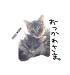 仲良し猫たちの日常（個別スタンプ：13）