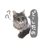 仲良し猫たちの日常（個別スタンプ：16）