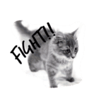 仲良し猫たちの日常（個別スタンプ：17）