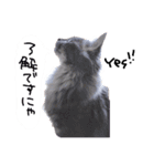 仲良し猫たちの日常（個別スタンプ：20）