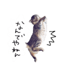 仲良し猫たちの日常（個別スタンプ：21）