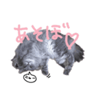 仲良し猫たちの日常（個別スタンプ：22）