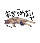 仲良し猫たちの日常（個別スタンプ：24）