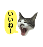 日常スタンプ くる君（個別スタンプ：1）