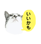 日常スタンプ くる君（個別スタンプ：31）