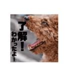 愛犬だんごスタンプ（個別スタンプ：1）
