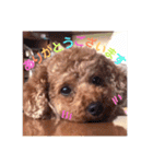 愛犬だんごスタンプ（個別スタンプ：2）