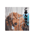 愛犬だんごスタンプ（個別スタンプ：5）